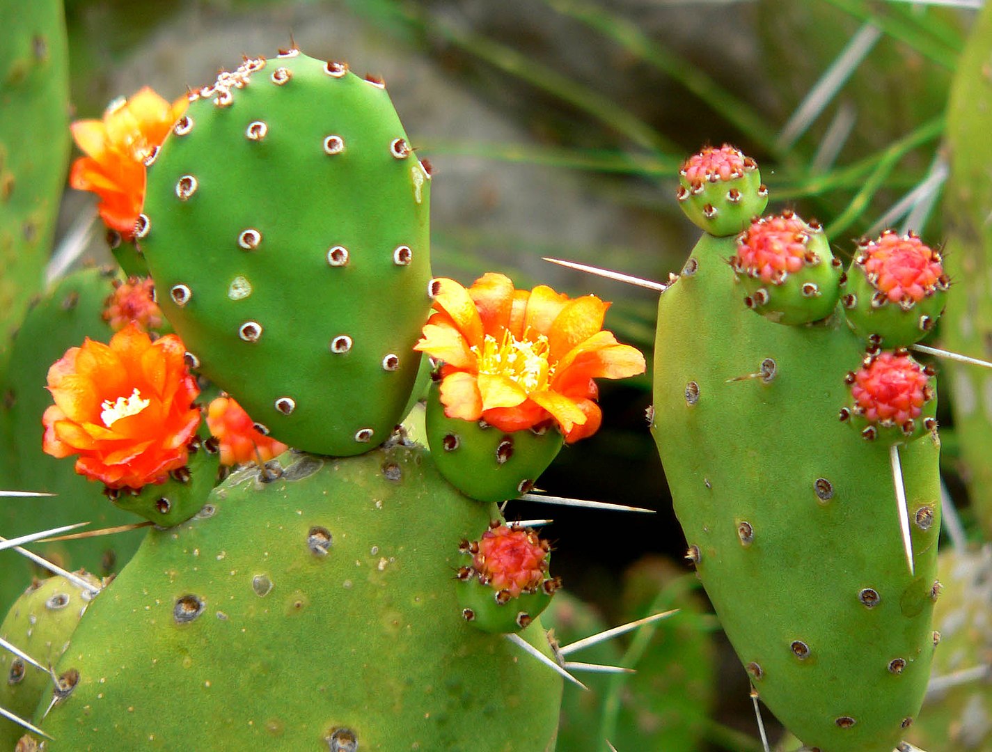 Prickly pear cactus in bloom